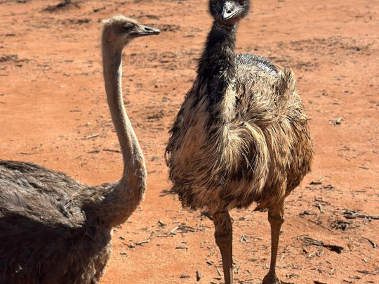 Silverton Outback Camels-Silverton必去景点
