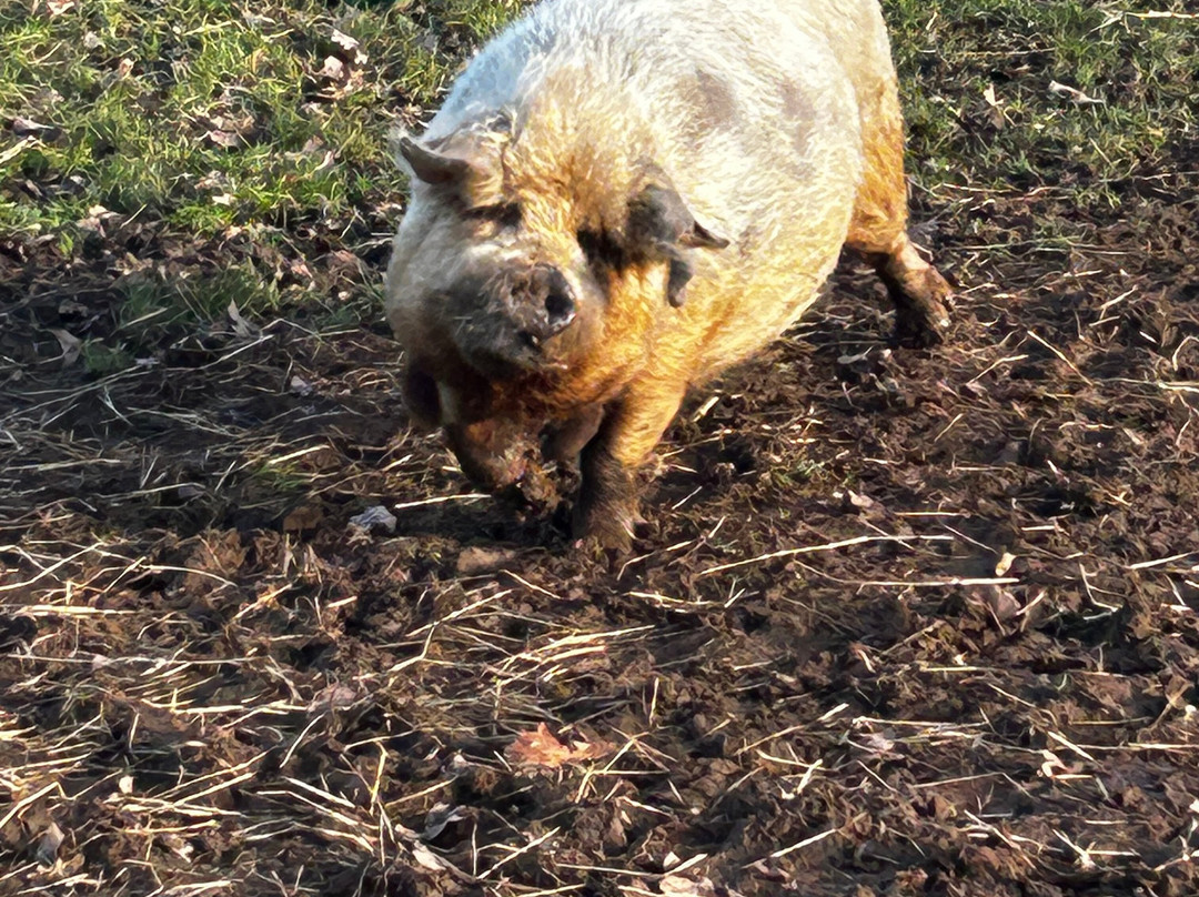 Lucky Tails Alpaca Farm-Atherstone必去景点