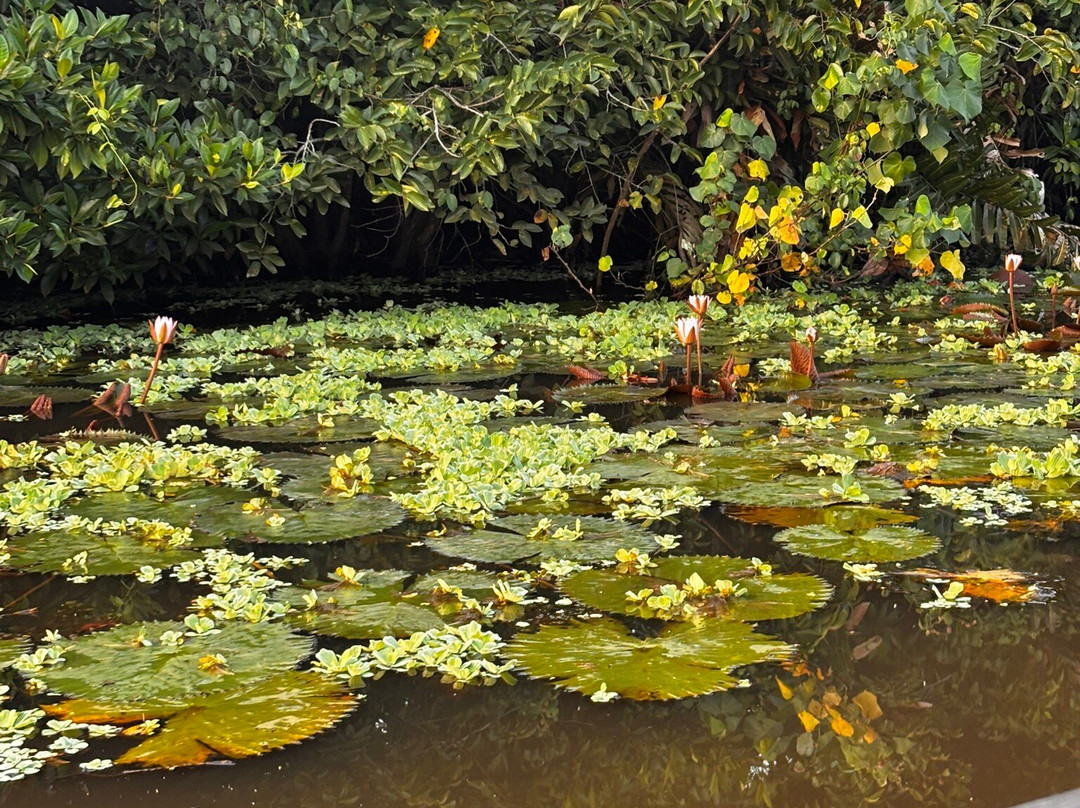 Mirissa Eco Lagoon Safari-美蕊沙必去景点