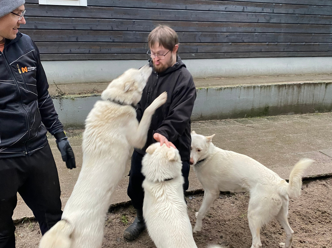 Unique husky sleddog tours near Helsinki-赫尔辛基必去景点
