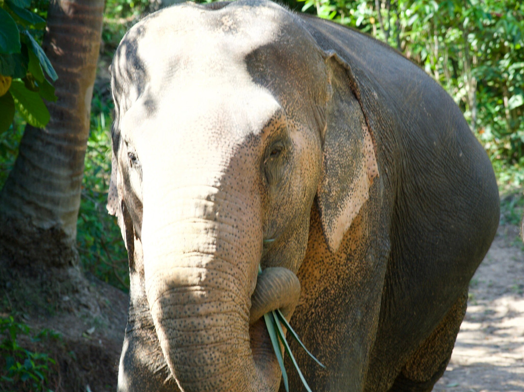 Samui Elephant Sanctuary-波普特必去景点