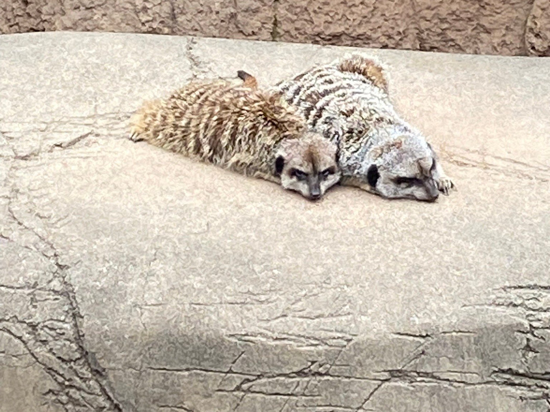 Louisville Zoo-路易斯维尔必去景点