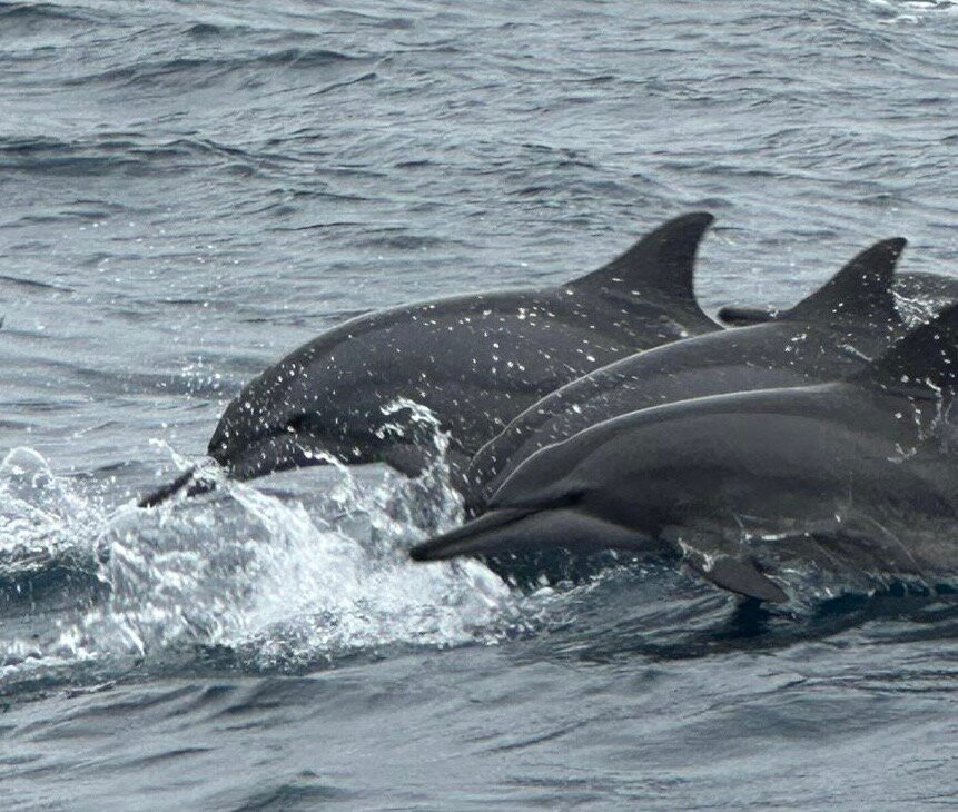 Green Eye Lanka-Pugoda必去景点