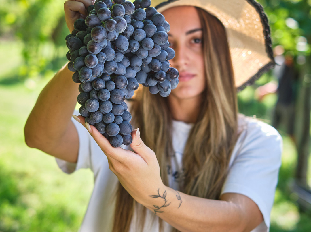 Luciano Arduini Winery-San Pietro in Cariano必去景点