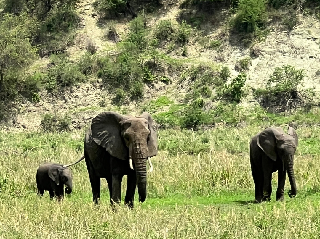 Serengeti Smile-阿鲁沙必去景点