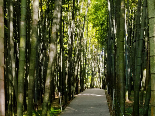 Shekvetili Dendrological Park-Shekhvetili必去景点