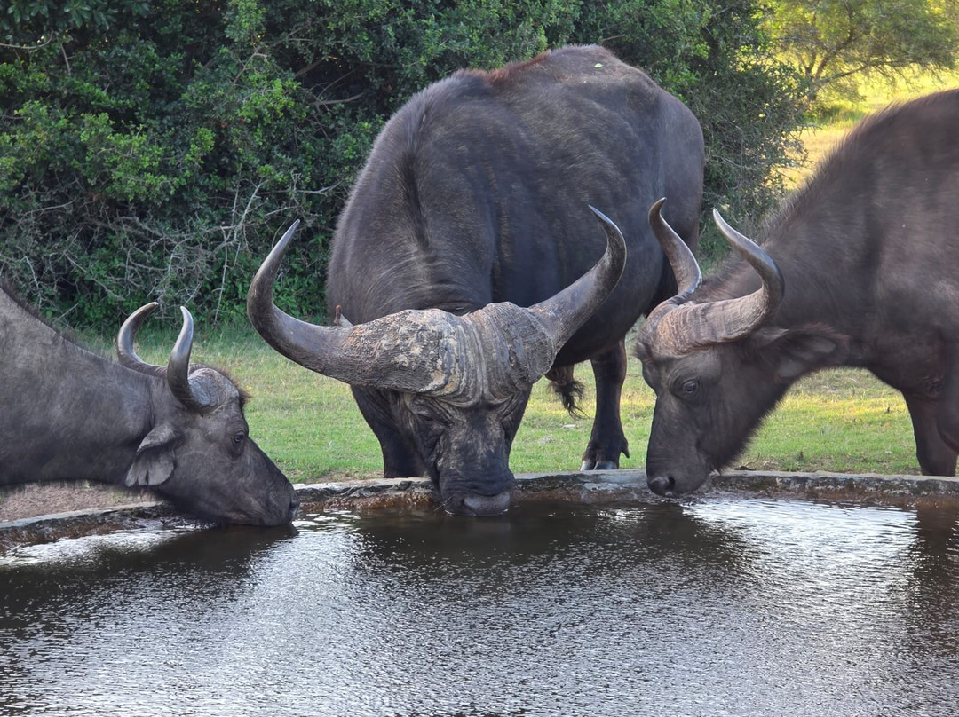 Schotia Safaris Private Game Reserve主图