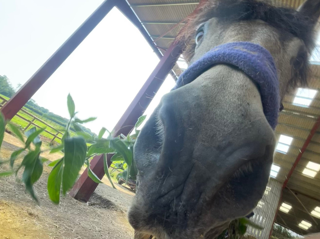 Pioneer Equestrian Coaching-Charlbury必去景点