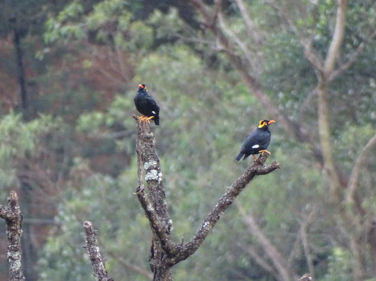 Sri Lanka Trekking-康提必去景点