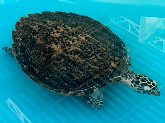 Ahungalla Sea Turtles Conservation And Research Center-亚洪加拉必去景点