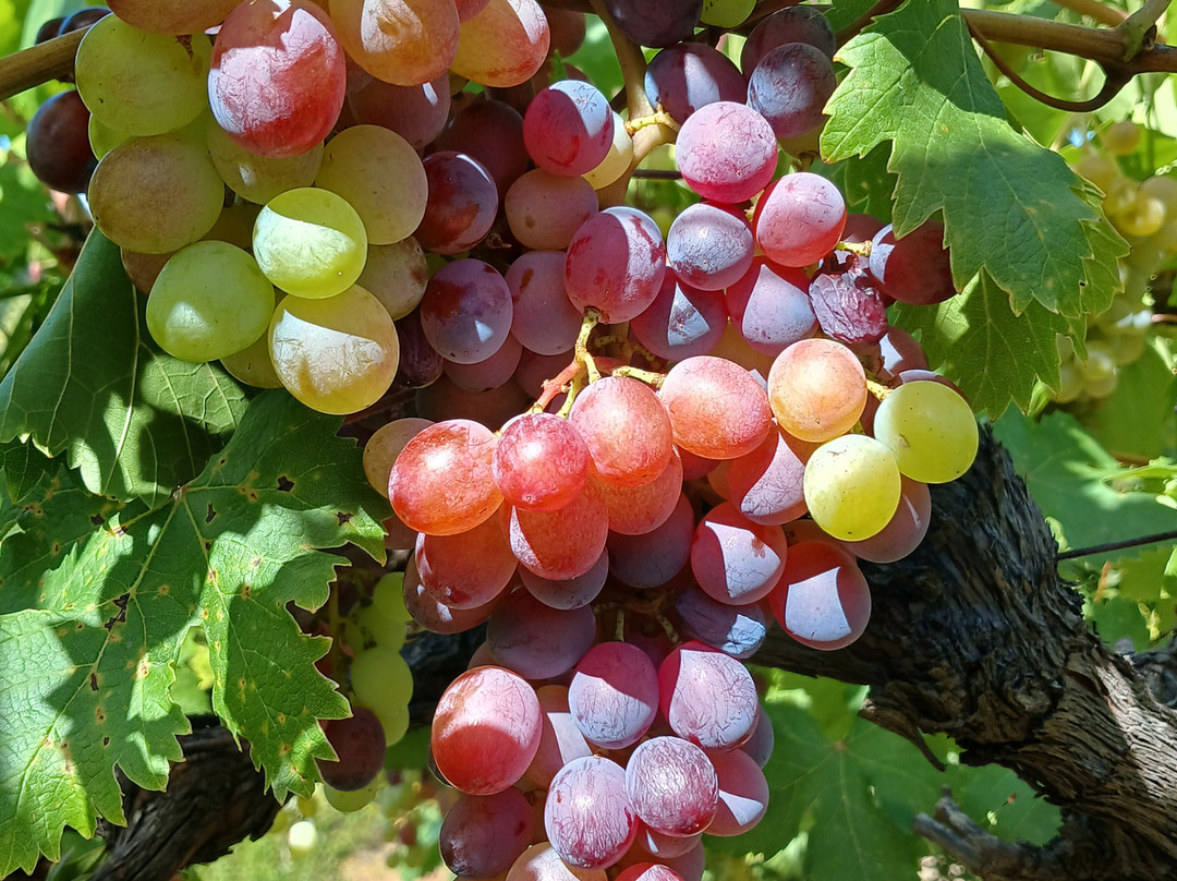 Upland Organic Wine-惠灵顿必去景点