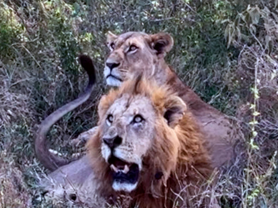 Meektrails Safaris-内罗毕必去景点