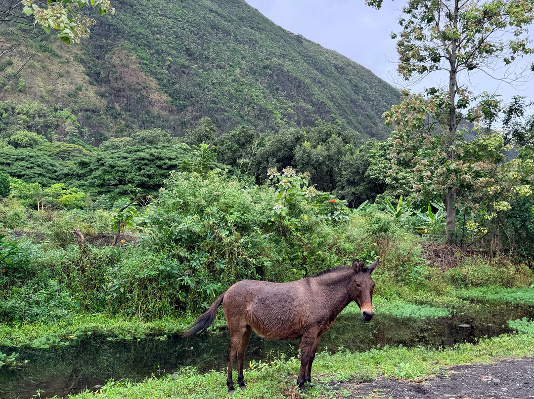 Waipio Valley Shuttle-库库伊哈尔必去景点