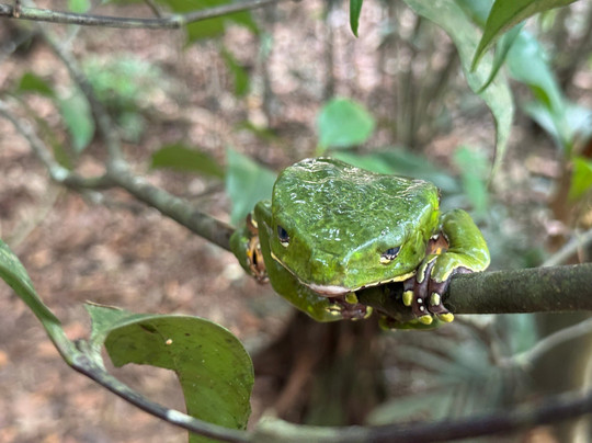 Iquitos Jungle Travel-伊基托斯必去景点
