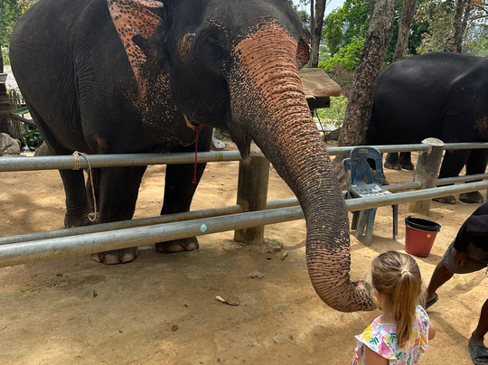 Phuket Elephant Care-奈通必去景点