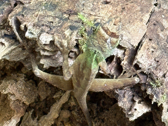 Rosewood Manor主图