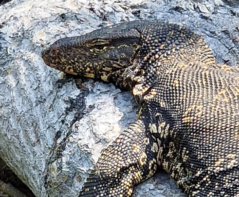 Lucky Boat Safari-班托塔必去景点