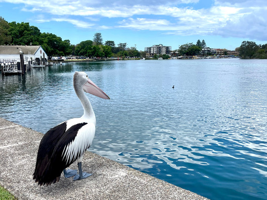 Pelican Boardwalk