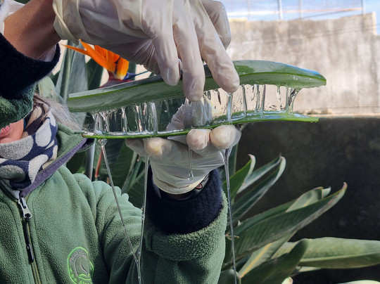 Finca Canarias Aloe Vera-Guimar必去景点