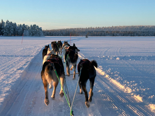 哈士奇雪橇之旅-罗瓦涅米必去景点