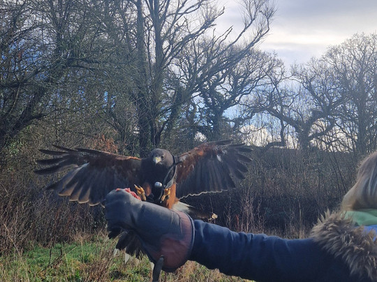 North Devon Hawk Walks-South Molton必去景点