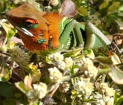 Pathum Lanka Tours-科伦坡必去景点