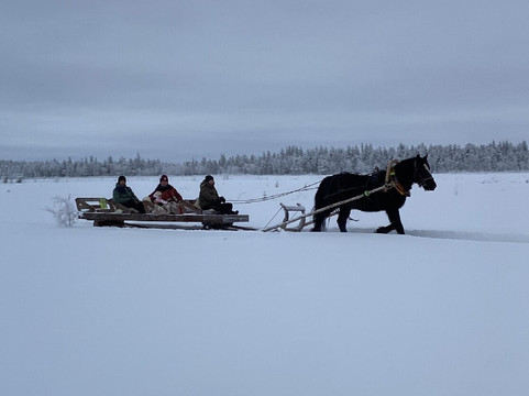 Lapin Saaga Icelandic Horse Stable in Levi-Sirkka必去景点