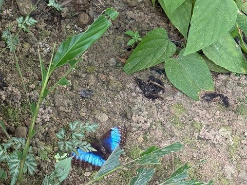 Tropical Waterfalls Tour-哥斯达黎加安东尼奥国家公园必去景点