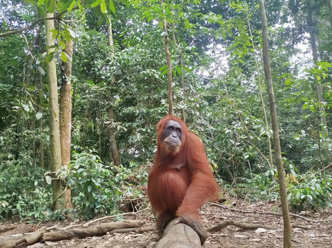 Bukit Lawang Tour Trekking-Bohorok必去景点