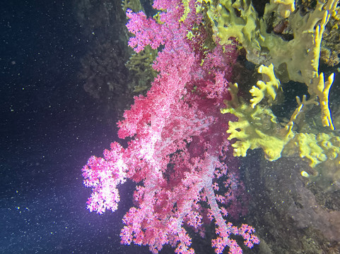 STM-Diving-赫尔格达必去景点