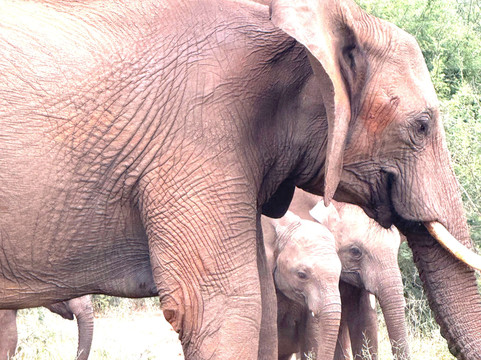 African Safari Group-开普敦必去景点