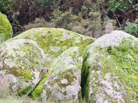 Villa Matilde-官方