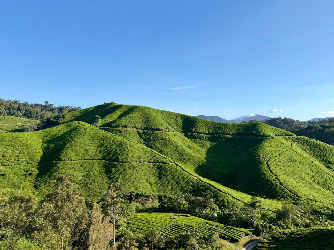 Cameron Highlands-彭亨必去景点