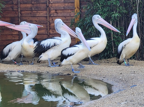 Birdworld-法纳姆必去景点