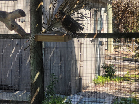 Save Our Seabirds-萨拉索塔必去景点