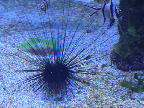 Bioparc Fuengirola-福恩吉罗拉必去景点