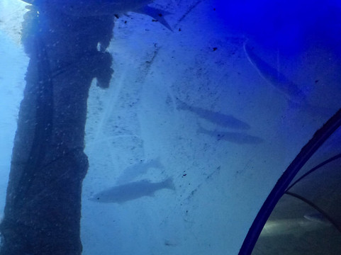 Deep Sea World-北昆斯费里必去景点