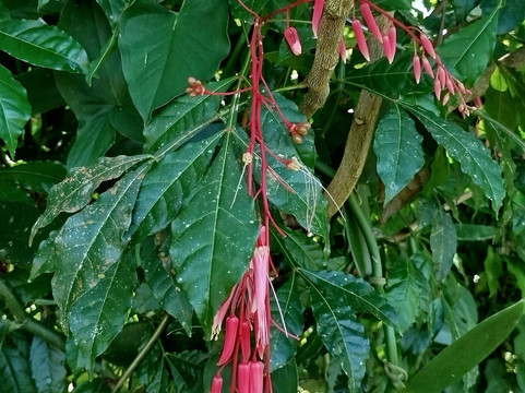 Finca Sura-Puerto Viejo de Sarapiqui必去景点