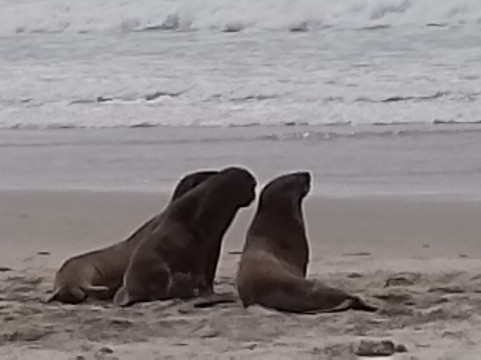 Clearwater Wildlife Tours-但尼丁必去景点