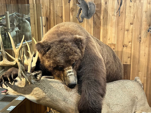 Canadian Wildlife Museum and Gift Shop-弗农必去景点