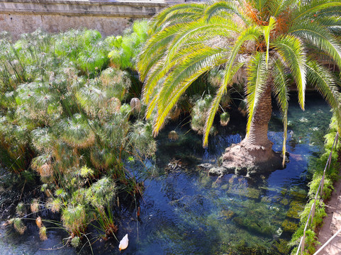 Fonte Aretusa-锡拉库扎必去景点