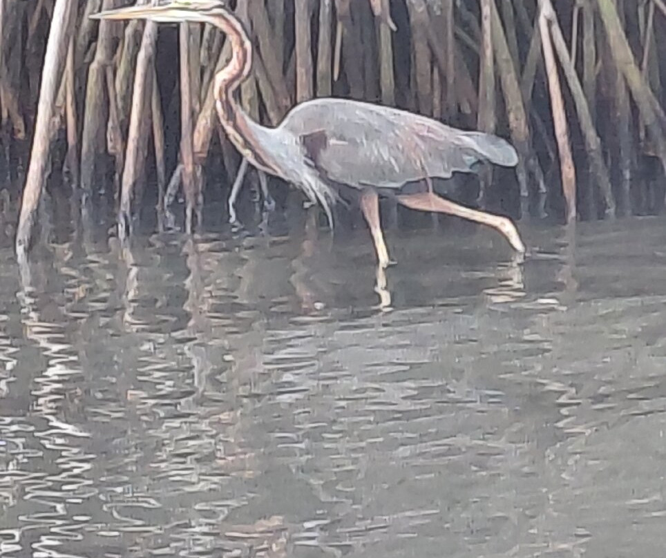 Boat Safari At Koggala Lake No 07-克拉必去景点