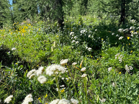 Sunshine Meadows-班夫必去景点