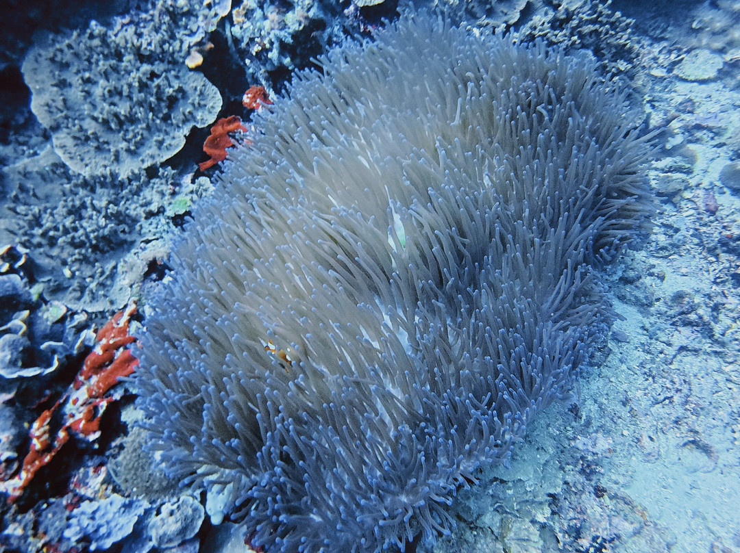 Legend Diving Lembongan-蓝梦岛必去景点
