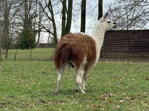 Château de Seneffe-Seneffe必去景点