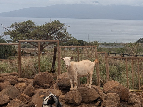 Maui Animal Farm-拉海纳必去景点
