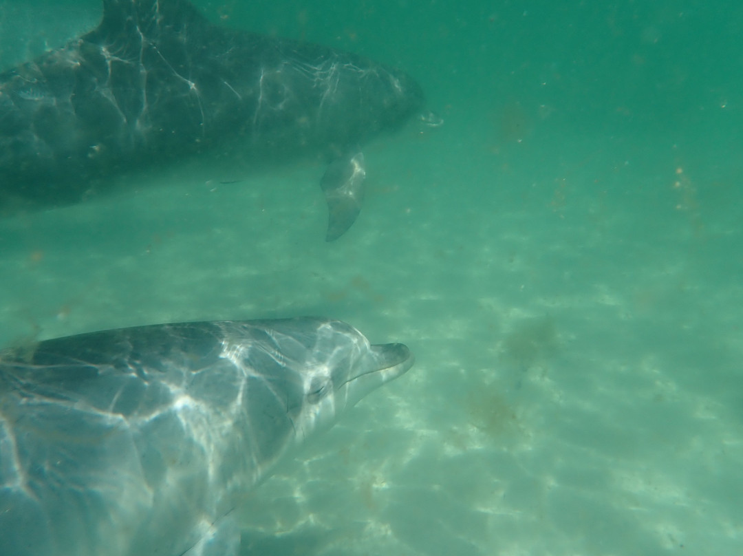 Kangaroo Island Marine Adventures-金斯科特必去景点