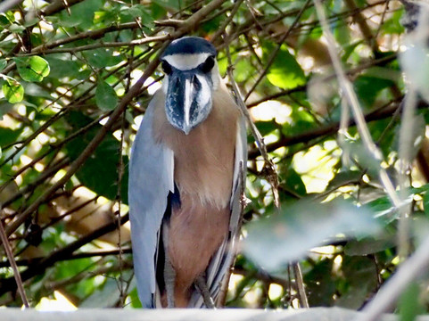 Palo Verde Boat Tours-Ortega必去景点