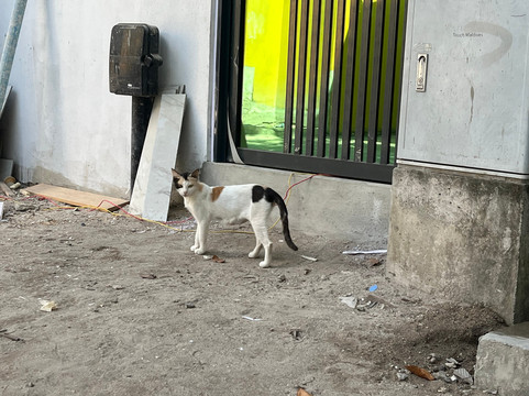 Meridis Dive and Water Sports at Cocogiri-Vashugiri必去景点