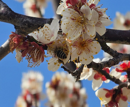 Kamogawa Delta (Kyoto Prefectural Kamogawa Park)-京都市必去景点